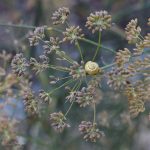 Fenikel: Najprv nuda, potom vyrazí dych