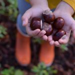 Gaštany aj ako prírodný prací gél. Vyberte si z najširšej ponuky gaštanových nápadov!