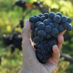 Džem, s ktorým sa piple len blázon. Jedol by ho ale každý...