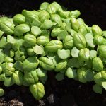 Bazalku do každej rodiny! Prečítajte si prečo aj ako