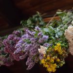 Posledná šanca nasušiť zásoby, bylinky idú do finále