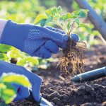 Ako si založiť jahodovisko z poplazov