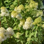 Aký druh hortenzie zasadiť na slnečné miesto?