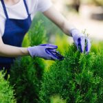 Jesenný manuál rezu okrasných drevín: Dostaňte ich do sviežej formy