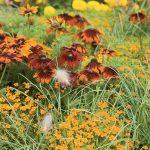 8 top trvaliek pre neskoré leto