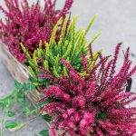 Vresy a vresovce môžete pestovať aj na parapete. Poradíme vám, ako na to