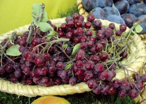 Nedocenená jarabina: Rastie voľne v prírode a poskytuje výnimočne zdravé ovocie