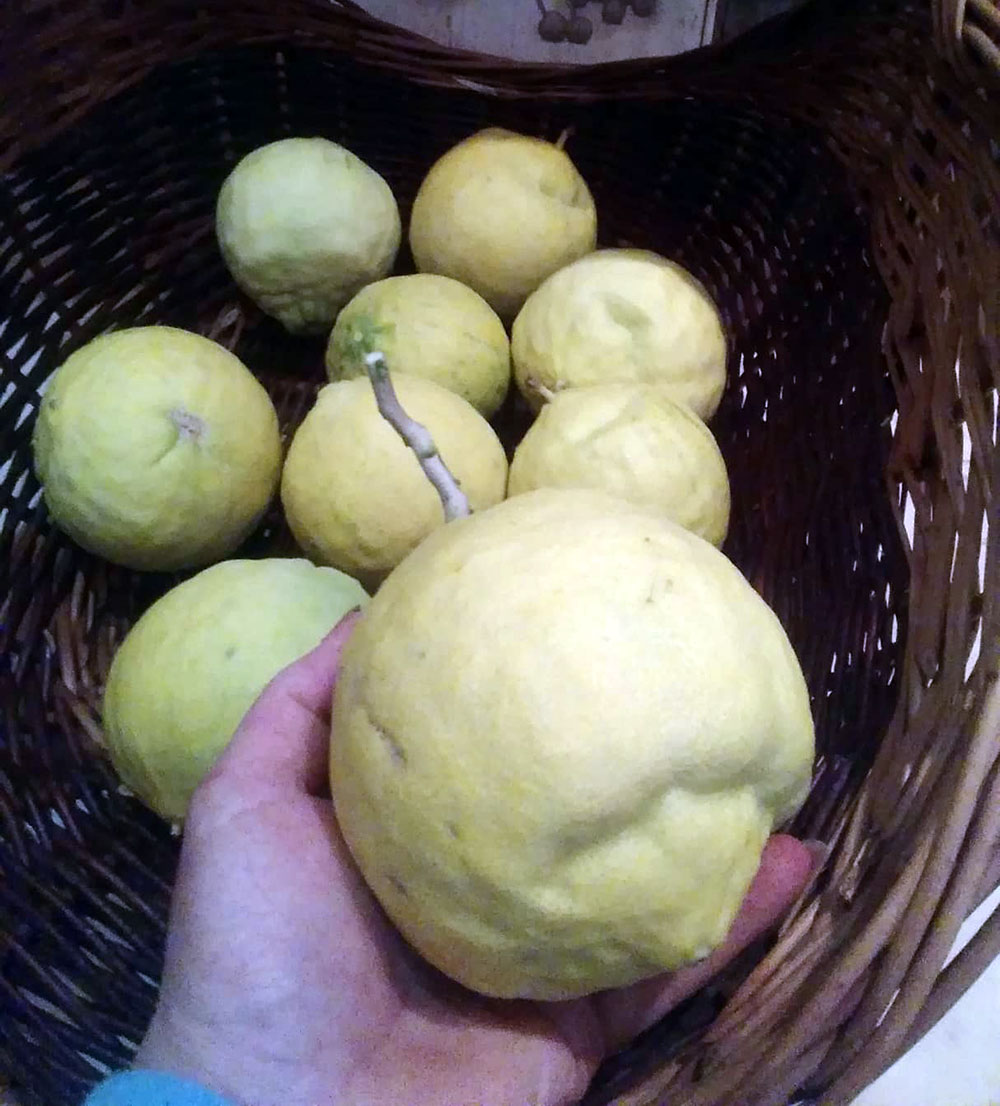 42848627_2155858071336849_7440849940592459776_n