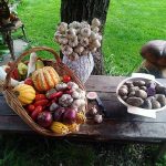 Poznáte kormošky? Záhradkári z východu pestujú pôvodné odrody i exotické ovocie