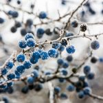 Zimné perly: Mráz ani sneh im neprekážajú