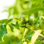 Čo sa dá pestovať pod orechom?