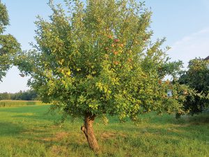 7 rád pri výbere ovocného stromčeka
