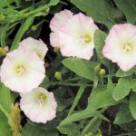 Ako sa zbaviť pupenca v záhrade?