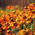 6 jesenných trvaliek, ktoré kvitnú až do prvých mrazov