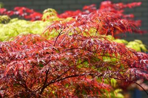 Japonský javor: Kráľ jesennej záhrady