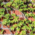 Popínavé dreviny: Nechajte si obrásť fádne múry zeleňou