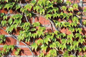 Popínavé dreviny: Nechajte si obrásť fádne múry zeleňou