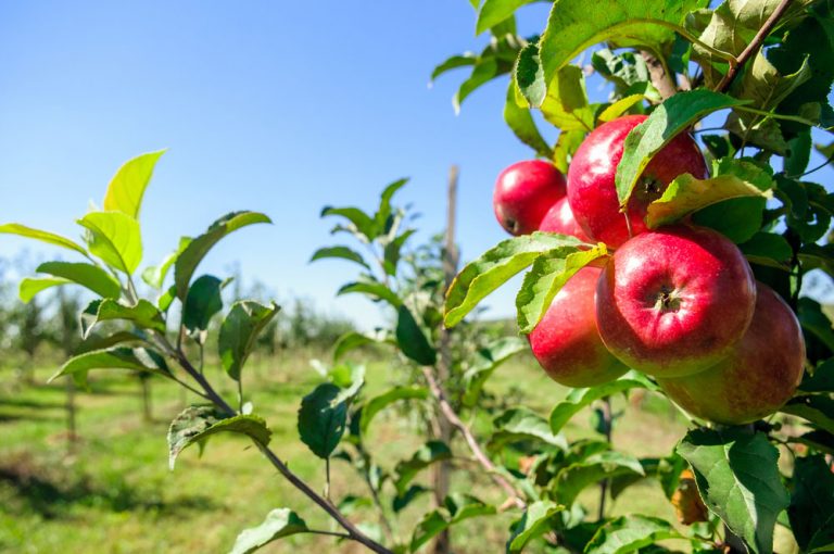 7 rád pri výbere ovocného stromčeka: Vyberajte podľa lokality i veľkosti záhrady