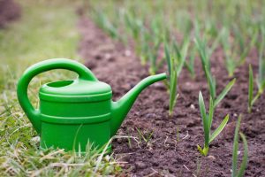 Zdravý cesnak: Prečítajte si všetky dôležité rady na jeho úspešné pestovanie