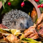 13 krokov k novému domčeku pre ježka a rady, ako sa o neho postarať