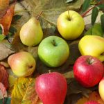 Ktoré odrody jabloní a hrušiek vybrať do severných oblastí?