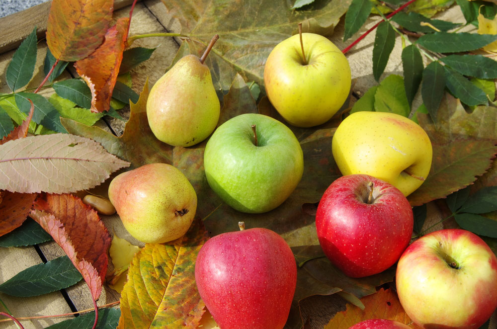 Ktoré odrody jabloní a hrušiek vybrať do severných oblastí?