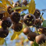 Mišpuľa: Básnil o nej aj Shakespeare. Neuveríte, čo mu pripomínala