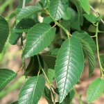 Turkménsky brest - živý plot, ktorý nepotrebuje žiadnu starostlivosť