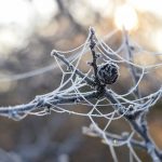 Trnky: Dajú sa využiť, aj keď vám nechutia