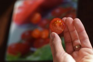 Test: Ktorý spôsob na dozrievanie rajčín dopadol najlepšie? 