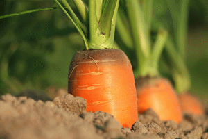 Viete, ako pestovať mrkvu a petržlen?