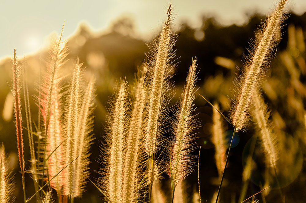 8 najdôležitejších krokov pri zazimovaní okrasnej záhrady