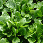 Zoznámte sa s valeriánkou, "šalátom" nízkych teplôt