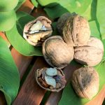 Pri kúpe orecha sa neunáhlite, výber odrody si dôkladne premyslite