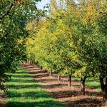 10 rád ako pomôcť ovocným drevinám, aby prežili zimu