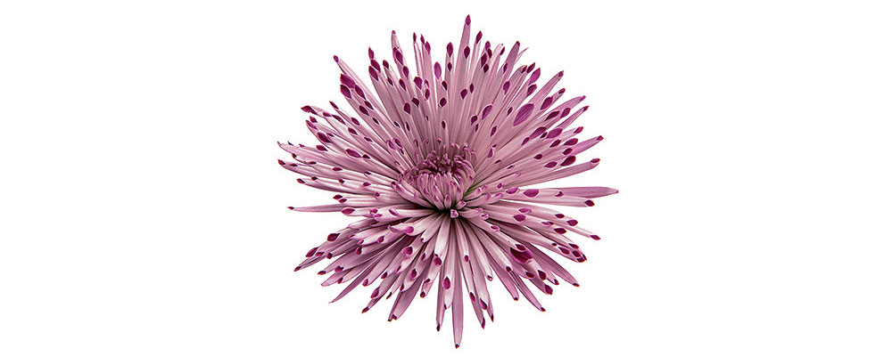 shutterstock_521016262