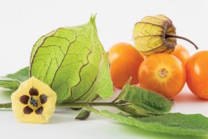 Machovka má viac vitamínu C ako citrón a obsahom výživových látok predčí aj goji