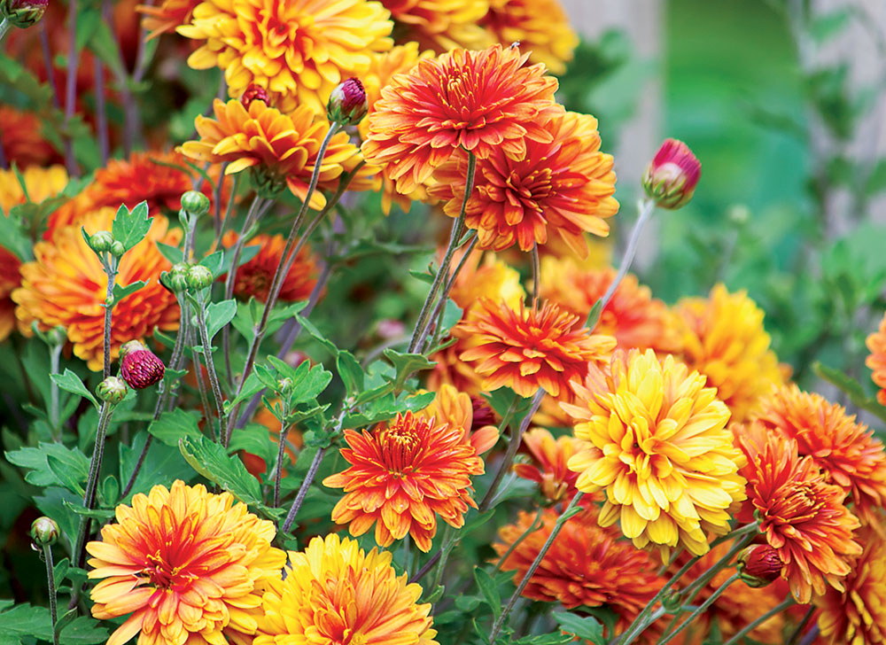 shutterstock_91397483