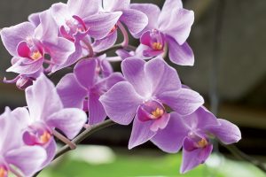 Orchidea