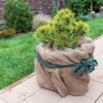 Ako sa počas zimy postarať o rastliny v nádobách