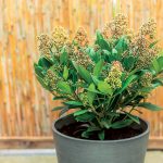 Skimia: Nenáročná drevina so zimným šarmom