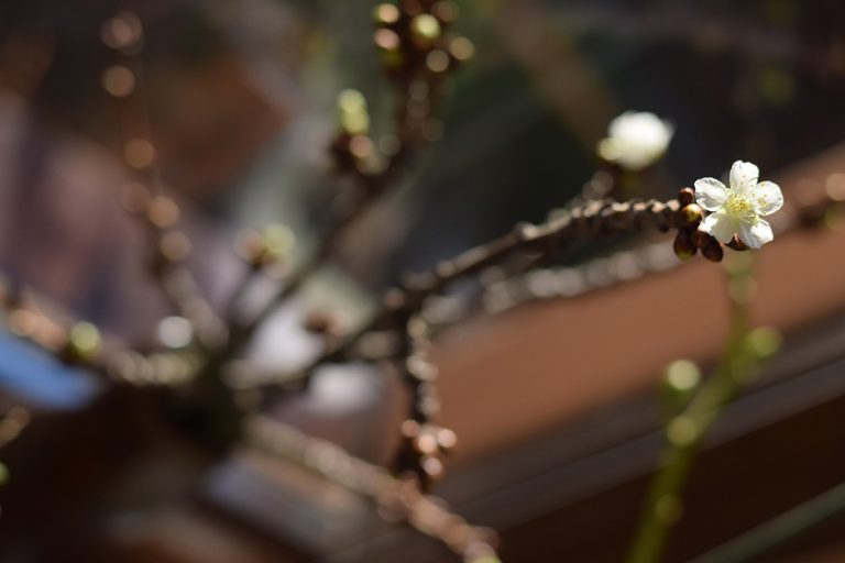 Barborky nerežte, mohlo by ich to bolieť. Tip na náhradné riešenie