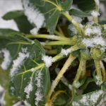 Kráľ zimnej záhrady! Odľahčite kelom sviatočný jedálniček