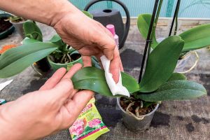 Čistenie listov orchidey
