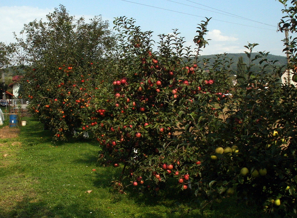 P9050083
