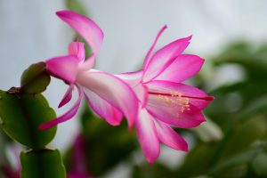 Prečo vianočnému kaktusu opadávajú kvety?