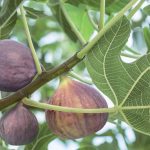 Ako a kde pestovať figovníky