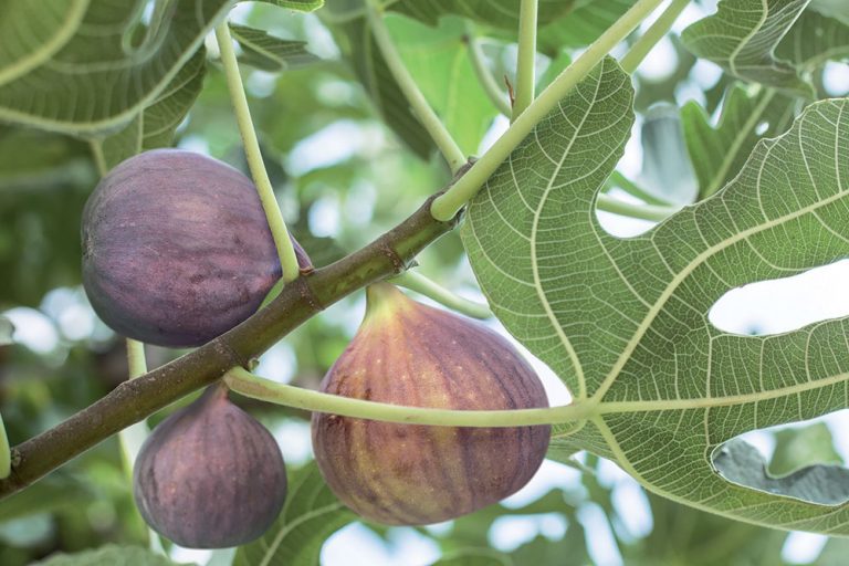 Ako a kde pestovať figovníky? Toto odporúča ovocinár