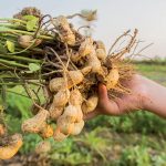 Prečo pestovať a zaradiť do jedálneho lístka arašidy