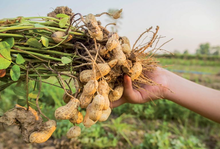 Prečo pestovať a zaradiť do jedálneho lístka arašidy? Okrem lahodnej chuti majú i liečivé účinky